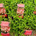 Hortenzia metlinatá (Hydrangea paniculata) ´GROUNDBREAKER® RUBY´ by LIVING CREATIONS®´ - výška 10-20 cm, kont. C3L